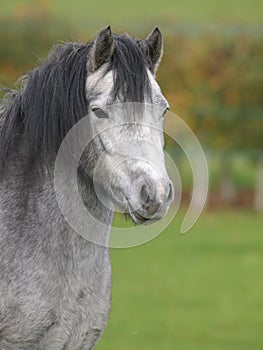 Grey Pony Headshot