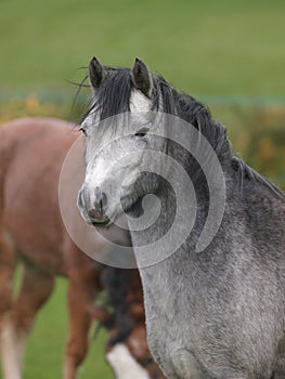 Grey Pony Headshot