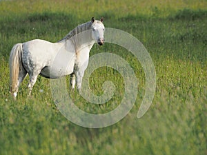 Grey Pony in Long Grass