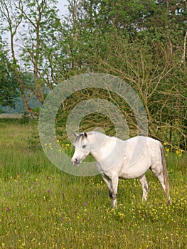 Grey Pony in Paddock