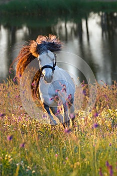 Grey pony stallion run at sunset