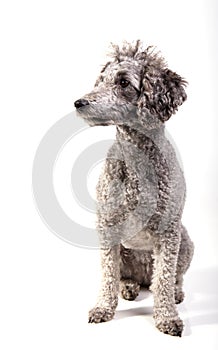 Grey poodle