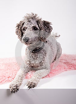 Grey poodle