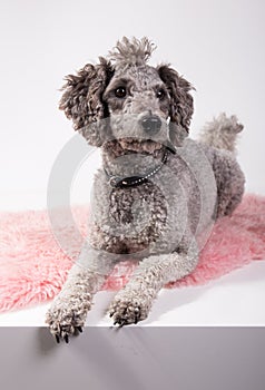 Grey poodle