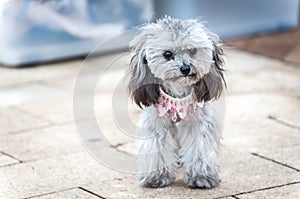 Grey poodle puppy wearing a cute pink necklace