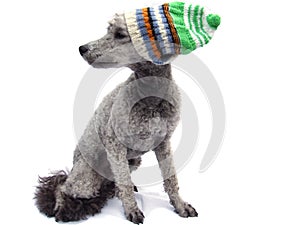 Grey poodle wearing a knitted hat