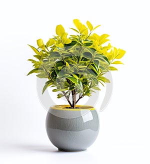 Grey pot with beauty plant on a white background
