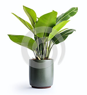 Grey pot with a big plant on a white background