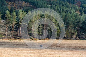 Grey pubered arabian horse on nature background forest rural scene golden dry grass