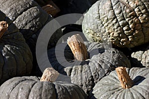 Grey Pumpkins