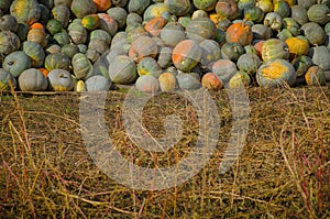 Grey pumpkins named Confection