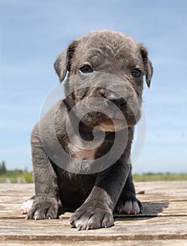 Grey Puppy cane corso