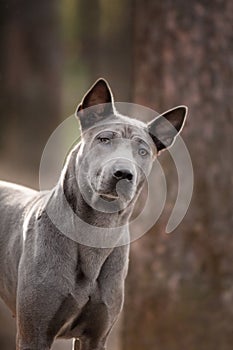 Grey puppy Thai ridgeback dog on the foge floor