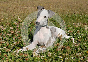 Grey Puppy whippet