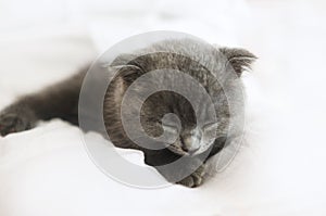 Grey purebred british kitten sleeps on blanket