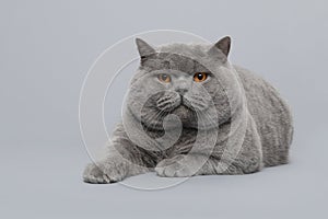 Grey purebred british shorthair cat with orange eyes lying down, looking at the camera on a grey background seen from the front