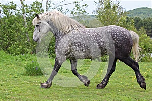 Grey Purebred Percheron Galloping