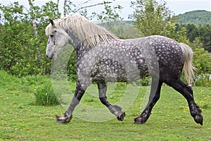 Grey Purebred Percheron Galloping photo