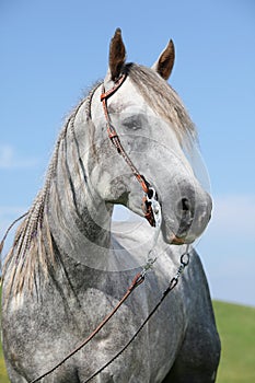 Grey quarter horse in front of blue sky