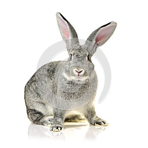 Grey rabbit