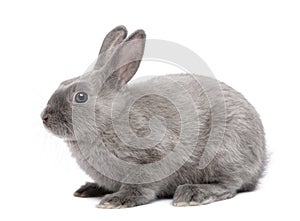 Grey Rabbit