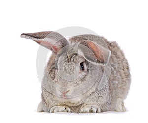 Grey rabbit