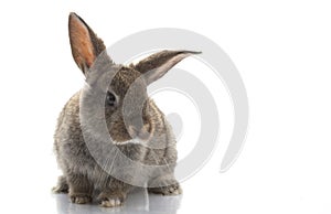 Grey Rabbit