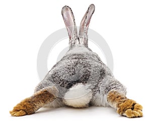 Grey rabbit.