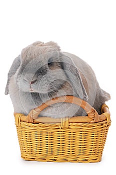 Grey rabbit in a basket isolated on white