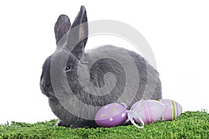 Grey rabbit in easter decoration