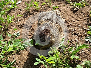 Grey rabbit on the field.