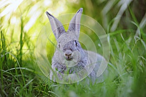 Grey rabbit in the grass