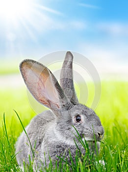 Grey rabbit in green grass