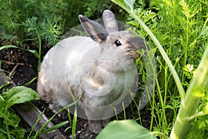 A grey rabbit in green kitchen-garden