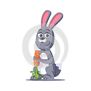 Grey rabbit holding in paws and eating carrot