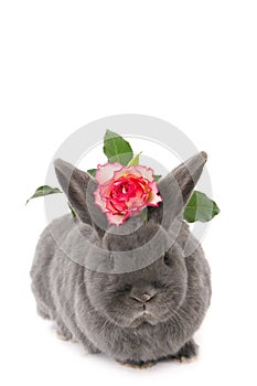 Grey rabbit with a pink jagged rose