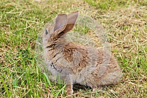 Grey rabbit sitting on green grass decided to run away.