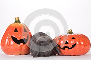 Grey rabbit between two pumpkins