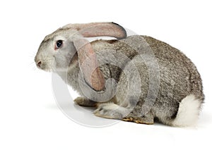 Grey rabbit on white background