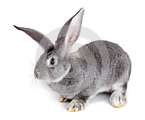 Grey rabbit on white background