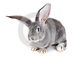 Grey rabbit on white background