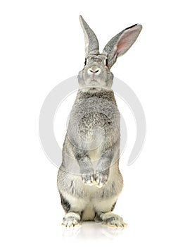 Grey rabbit