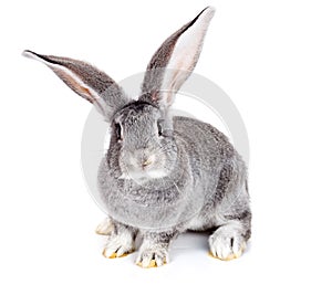 Grey rabbit on white background