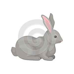 Grey rabbit, wild forest rodent animal vector Illustration on a white background