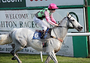 Grey Racehorse