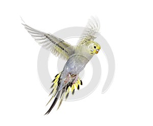 Grey rainbow Budgerigar bird flying wings spread