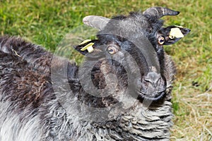 Grey ram