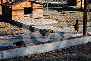Grey peecock in the garden