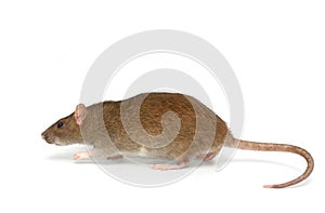 Grey rat