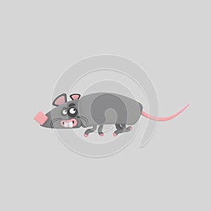 Grey rat